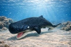 Deniz Hayvanları Serisi - İspermeçet Balina 22 cm